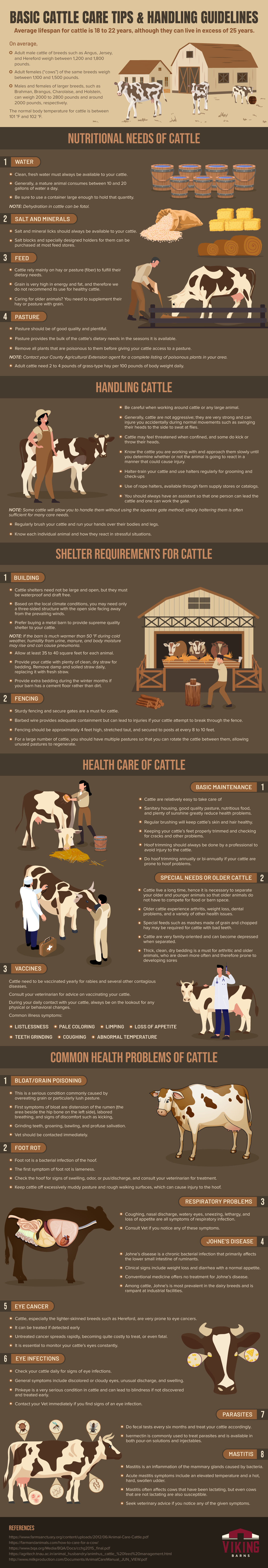 Basic Cattle Care Tips & Handling Guidelines